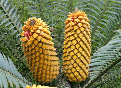 Sago palm (Cycas revoluta) seeds - Stock Image - C007/3891 - Science ...