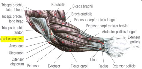 rehabilitation - Train biceps while minimizing the stress on the ...