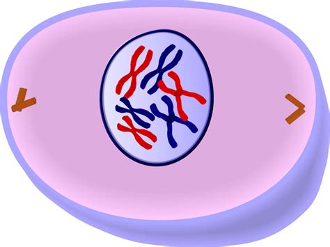 EduPic Cell Drawings