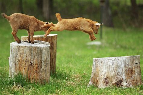 Happy baby goats jump on tree stumps at a farm Photograph by Jixue Yang ...