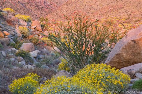 Desert Wildflowers | Anza Borrego Desert State Park, California ...