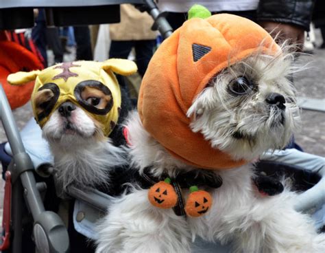 Cuteness Overload at Farley's 30th Annual Pet Parade and Halloween ...