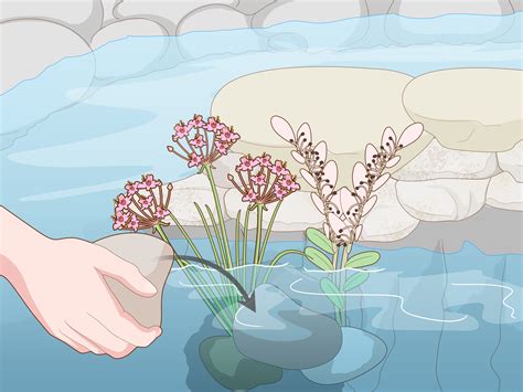 How to Plant Marginal Pond Plants: 14 Steps (with Pictures)