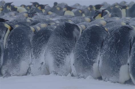 Adapting to a changing environment – Australian Antarctic Program