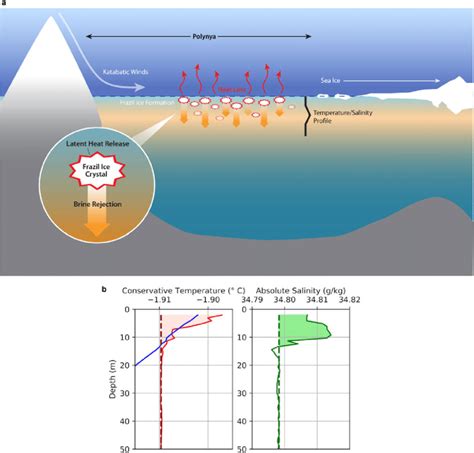 (left) Schematic of frazil formation at depth during katabatic wind ...