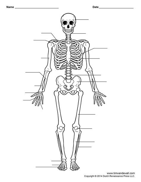 Free Printable Human Skeleton Worksheet for Students and Teachers