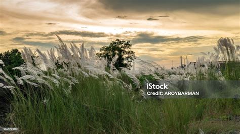 Kans Grass Kash Phool Stock Photo - Download Image Now - Sugar Cane ...