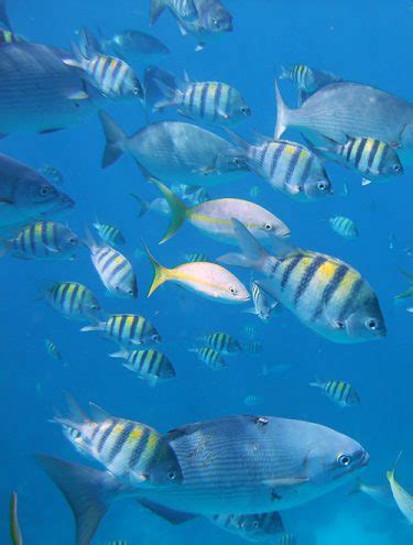 Ambergris Caye Snorkeling - Close Access To The Barrier Reef