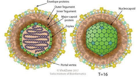 Herpesviridae ~ ViralZone