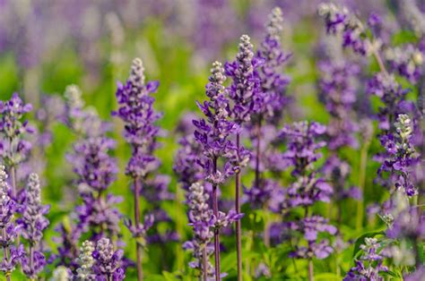 Is Lavender Drought-Tolerant And Which Types Are Best For Dry Environments?