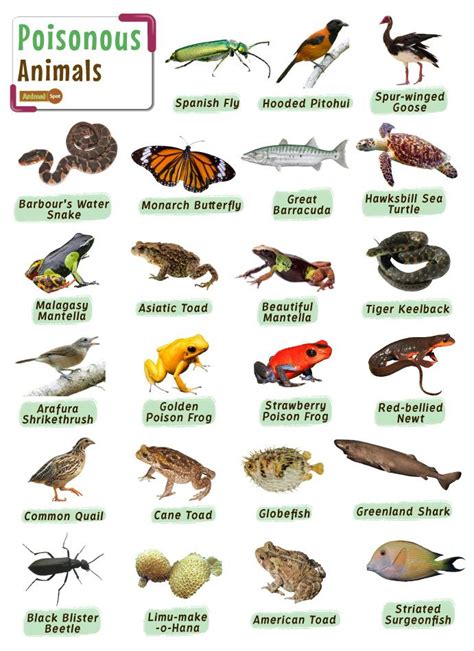 Reptiles Animals List