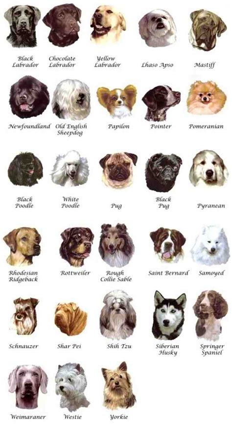 medium dog breeds list with pictures - Dog Breeders Guide