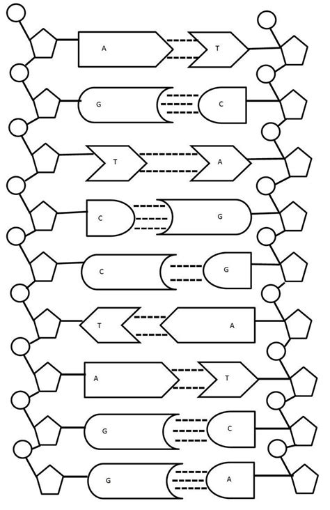 Dna Replication Coloring Worksheet Plementary Dna Worksheet | Dna ...