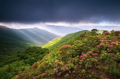 Asheville Nc Blue Ridge Parkway Spring Flowers North Carolina ...