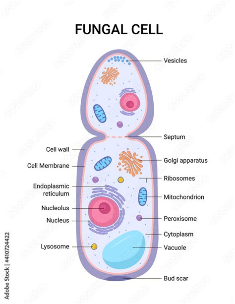 Fungal Cell Diagram