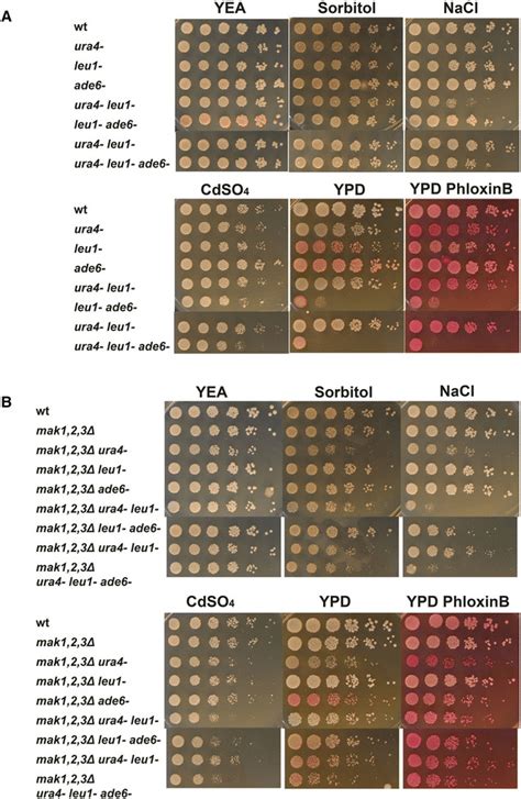 Auxotrophic markers contribute to a stress sensitive phenotype. Cell ...