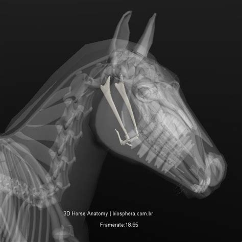 Hyoid Apparatus & Lameness