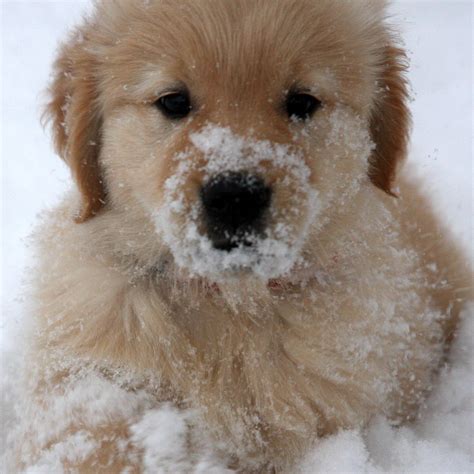 List 102+ Images Pictures Of Dogs In Snow Full HD, 2k, 4k