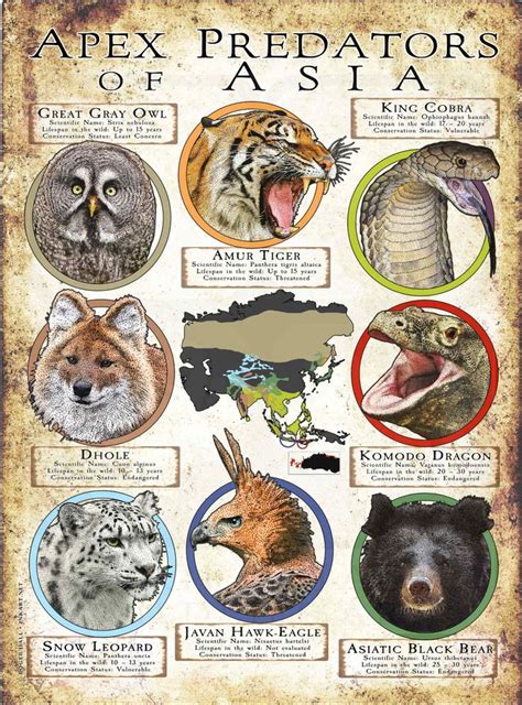 Apex Predators of Asia Poster Print in 2024 | Apex predator, Dangerous ...