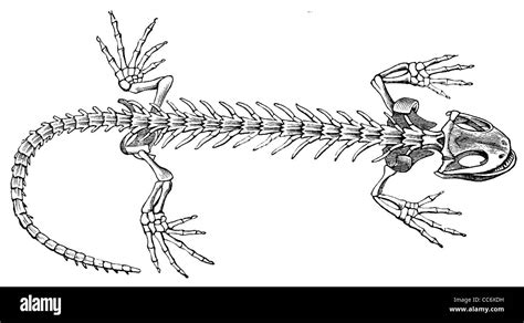 Fire Salamander: skeleton Stock Photo - Alamy