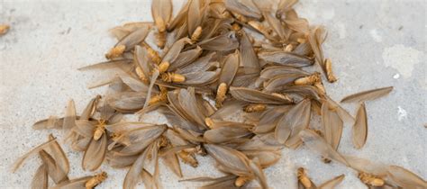 Flying Termites: How To Keep These Pests Out Of Your Home | ABC Blog