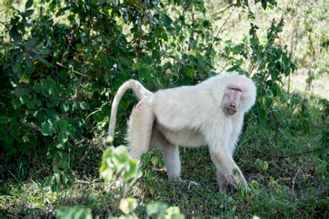 1,700+ Mandrill Habitat Pictures Stock Photos, Pictures & Royalty-Free ...