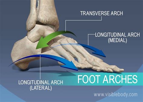 Foot arches, transverse, lateral longitudinal, and medial longitudinal ...