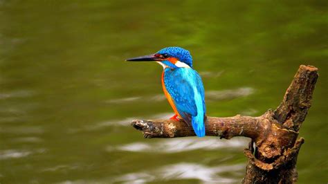 Safari Sri Lanka: Kingfisher Bird Species in Sri Lanka