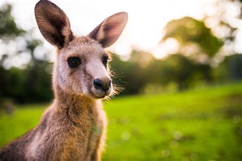 Where To See Australian Wildlife Near Cairns | Fitzroy Island