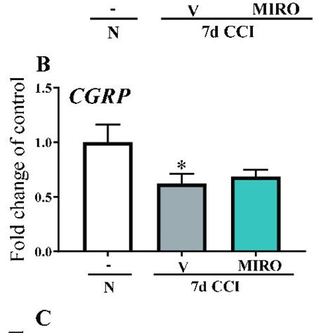 Scheme 1. Chemical structures: mirogabalin-(A), pregabalin-(B ...