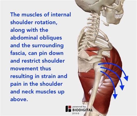 Understanding Shoulder Pain — Neuromuscular Therapy of Vermont