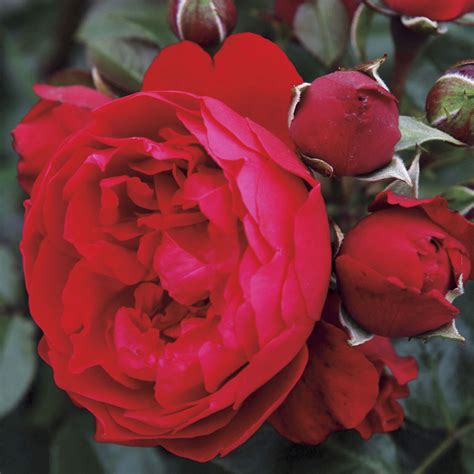 New Rose Varieties 2021 - Sky Nursery