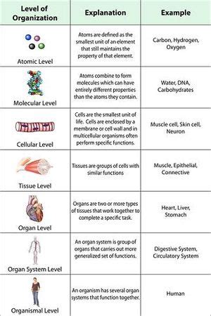 The levels of organization range from small to large: atomic to organismal.