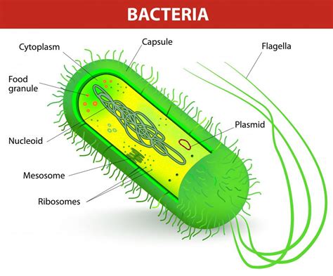 What are the Different Methods of Bacterial Detection?