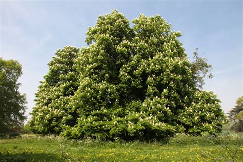 Horse Chestnut Tree: Care and Growing Guide