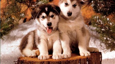 Snow Puppies HD desktop wallpaper : Widescreen : High Definition ...