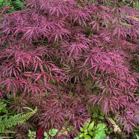 Acer palmatum dissectum 'Crimson Queen' - Evergreen Nursery