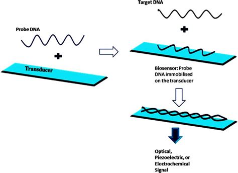 Graphical presentation of the fundamental principle in NA hybridization ...