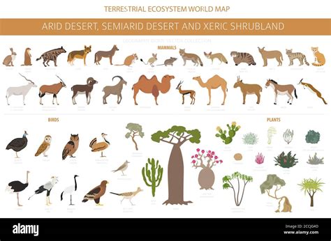 Desert biome, xeric shrubland natural region infographic. Terrestrial ...