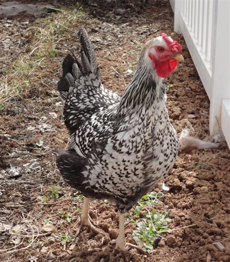 Chicken breeds - bartellfarms