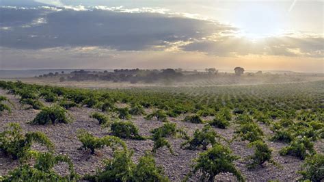 Toro, Castilla y Leon - Spain Wine Region | Wine-Searcher