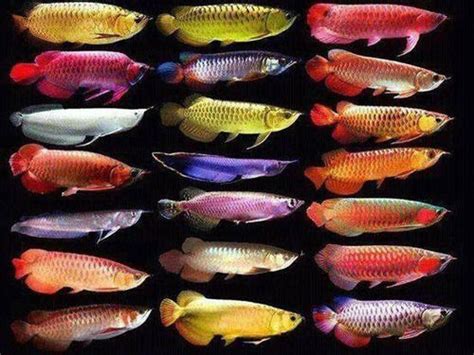 Tempered Glass Bicolor Parrot Arowana Fish at Best Price in Anchorage ...