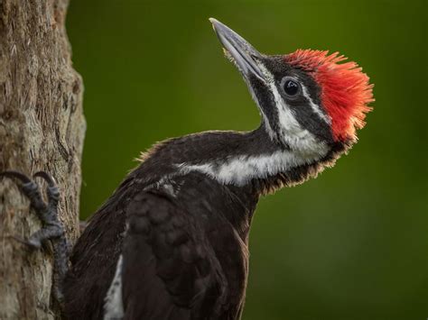 Juvenile Pileated Woodpeckers (Identification with… | Birdfact