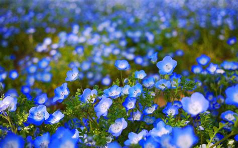 Blue Flower Desktop Wallpapers - Top Free Blue Flower Desktop ...