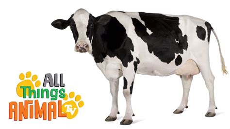 * COWS * | Animals For Kids | All Things Animal TV - YouTube