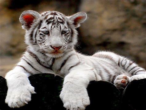 White Tiger Cubs Wallpaper Cute | Wallpapers Gallery