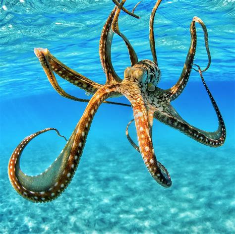 🔥 Hawaiian Octopus 🔥 : NatureIsFuckingLit | Underwater animals ...