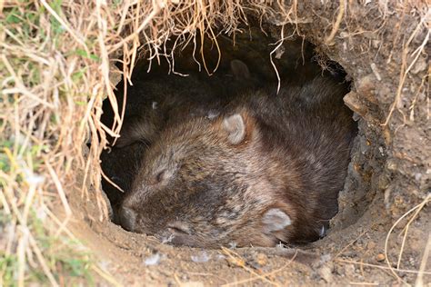 Wombat | San Diego Zoo Animals & Plants