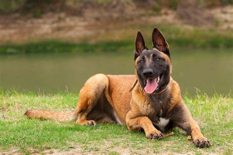 Best Belgian Malinois Dog Food - Spot and Tango