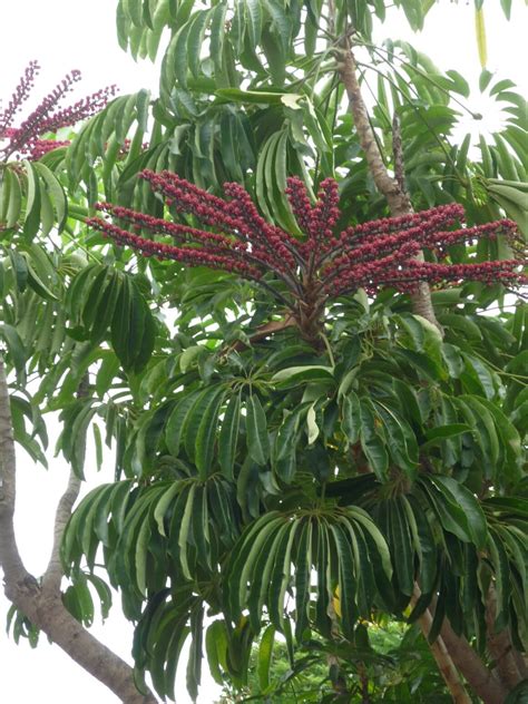 Schefflera Flower [Overview And Tips To Make It Flower!]